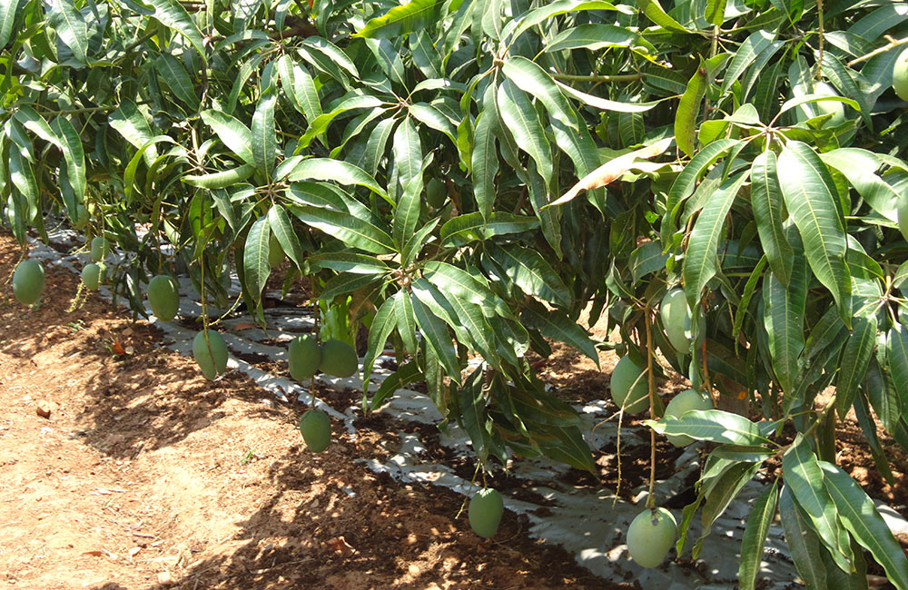 high density farming in kerala