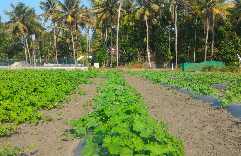 Precision Farming in Kerala